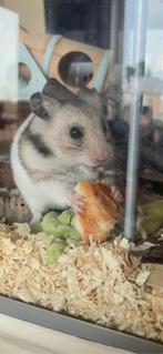 gezocht hamsters, hamsterspullen en alles. gratis/lage prijs, Ophalen