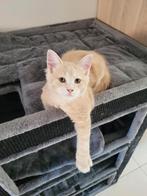 Siberische kitten, Dieren en Toebehoren, Kater, Langharig