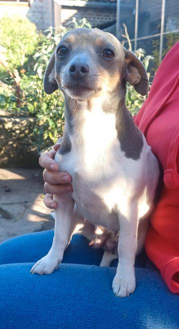 Jack Russel teefje beschikbaar voor biedingen