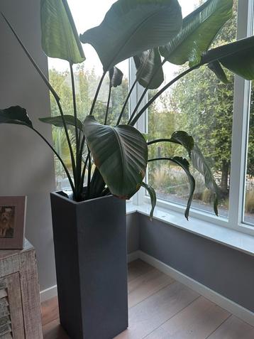 Grote kamerplant in pot, Strelitzia beschikbaar voor biedingen
