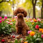 dekreu toy poedel | 24cm | toypoedel | volledig getest, Dieren en Toebehoren, Honden | Dekreuen, Fokker | Hobbymatig, Rabiës (hondsdolheid)