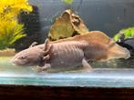 Axolotl met te korte staart, Dieren en Toebehoren, Vissen | Aquariumvissen, Vis, Zoetwatervis