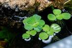 Watersla | Pistia Stratiotes | aquarium plant, Dieren en Toebehoren, Ophalen, Nieuw, Plant(en), Steen of Hout