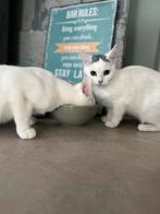 Kittens 6 maanden oud, Dieren en Toebehoren, Katten en Kittens | Raskatten | Korthaar, Meerdere dieren