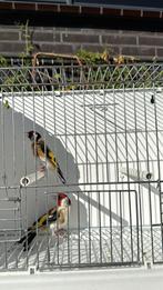 Mooi koppel Majoor putters, Meerdere dieren, Wildzangvogel, Geringd