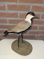 Prachtige opgezette sporen kievit, Ophalen of Verzenden, Nieuw, Vogel, Opgezet dier