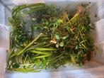 Diverse planten, Dieren en Toebehoren, Ophalen, Plant(en), Steen of Hout