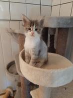 Noorse boskat x main coon kittens geboren op 22-8-2025, Dieren en Toebehoren, Meerdere dieren, Ontwormd, 0 tot 2 jaar