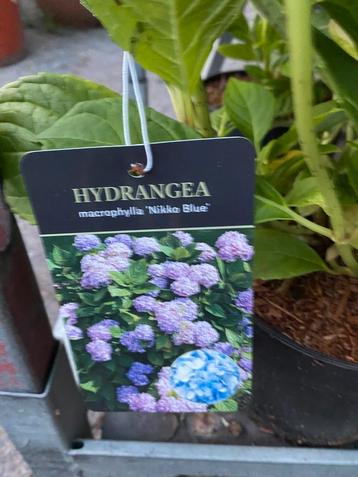 Boerenhortensia nikko blue beschikbaar voor biedingen