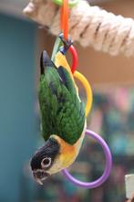 Jonge Baby Zwartkop Caique´s | getest | Speels | Handtam, Dieren en Toebehoren, Vogels | Parkieten en Papegaaien, Meerdere dieren