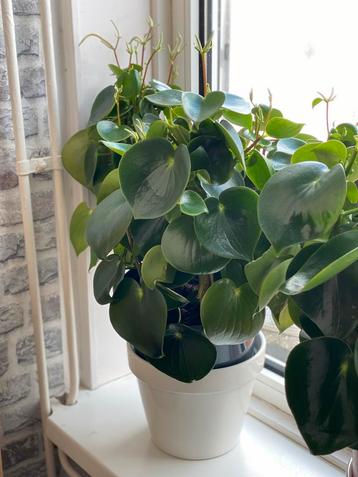 Peperomia planten - Verschillende formaten! beschikbaar voor biedingen