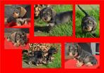 Teckel puppies , zeer sociaal en vrolijke pups, Meerdere, 8 tot 15 weken, Meerdere dieren, Dwerg