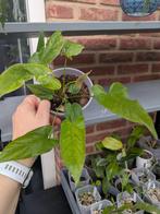 Anthurium Balaoanum, Ophalen of Verzenden, Halfschaduw, Minder dan 100 cm