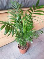 Kamerplant Chamaedorea elegan, Ophalen, Overige soorten, Minder dan 100 cm
