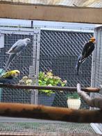 Koppel rosella, Dieren en Toebehoren, Vogels | Parkieten en Papegaaien, Meerdere dieren, Parkiet, Geringd