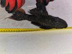 Cactus pleco vis L600 ongeveer 25CM, Dieren en Toebehoren, Vis, Zoetwatervis