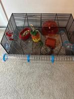 Chinese dwerg hamster en 1 kooi ook los te koop, Dieren en Toebehoren, Knaagdieren, Maart, Vrouwelijk, Hamster