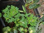 Bladbegonia 's aangeboden, Ophalen, Overige soorten, Halfschaduw, Minder dan 100 cm