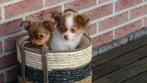 Kleinblijvende kruising chihuahua  pups, Dieren en Toebehoren, Honden | Chihuahua's en Gezelschapshonden, Nederland, Overige rassen
