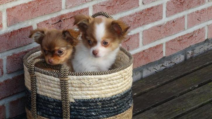 Kleinblijvende kruising chihuahua  pups, Dieren en Toebehoren, Honden | Chihuahua's en Gezelschapshonden, Meerdere dieren, Overige rassen