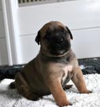 Boerboel pups met stamboom raszuiver, Dieren en Toebehoren, CDV (hondenziekte), Meerdere, 8 tot 15 weken, Meerdere dieren