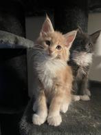 Laatste worp 2025! Maine Coon Kittens met Stamboom main coon, Dieren en Toebehoren, Katten en Kittens | Raskatten | Langhaar, Meerdere dieren