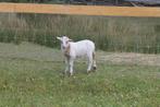 Houtlandschaap te koop, Dieren en Toebehoren, Schapen, Geiten en Varkens, Mannelijk, Schaap, 0 tot 2 jaar
