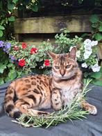 Female Bengal cat for adoption, Ophalen of Verzenden