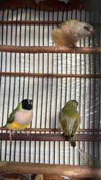 Jonge Gouldamadine, Dieren en Toebehoren, Vogels | Overige Vogels, Geslacht onbekend, Tropenvogel