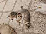 Te koop, Dieren en Toebehoren, Katten en Kittens | Raskatten | Korthaar, Meerdere dieren
