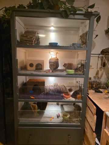 3 Beertjes zoeken nieuw huisje apart of samen.