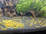 Yellow fire neon backstripe garnalen en meer, Dieren en Toebehoren, Vissen | Aquariumvissen, Kreeft, Krab of Garnaal