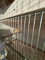 Te koop een paar bonte kanaries, Meerdere dieren, Kleurkanarie