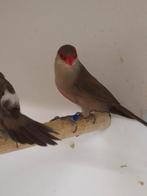4-4 Sint helena fazantjes, Dieren en Toebehoren, Vogels | Overige Vogels, Meerdere dieren, Tropenvogel, Geringd