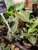Philodendron El Choco Red, Overige soorten, In pot, Minder dan 100 cm, Groene kamerplant