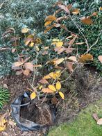 Magnolia, Ophalen, Halfschaduw, Overige soorten, Lente