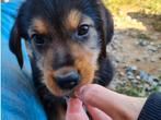 Zuko – een slimme, speelse jongen met een groot hart, Dieren en Toebehoren, Honden | Niet-rashonden, Particulier, Rabiës (hondsdolheid)