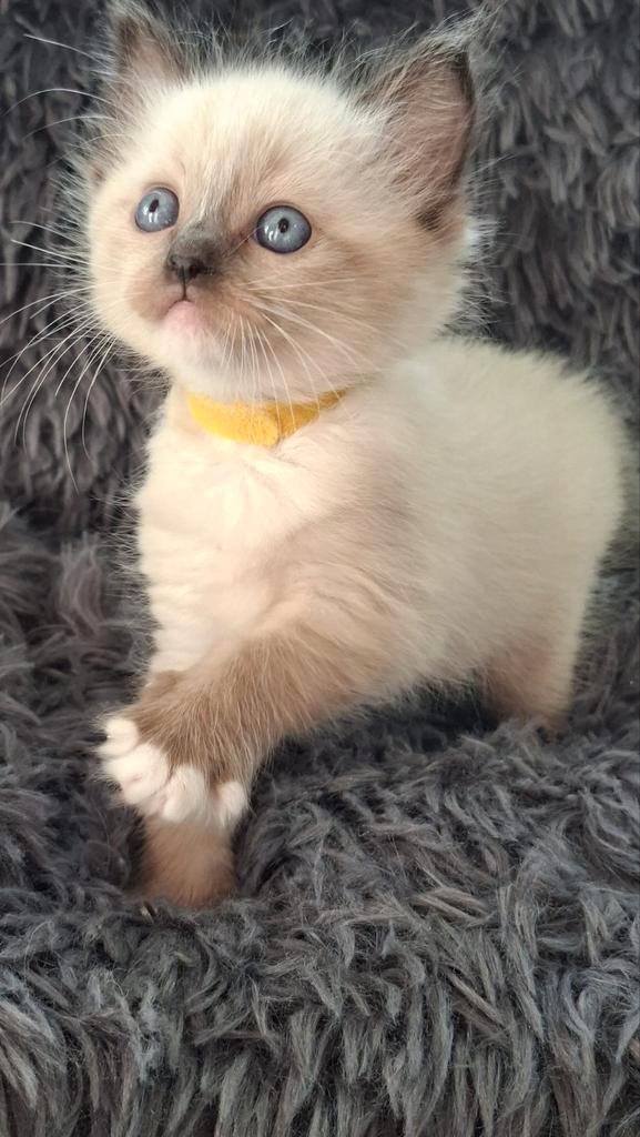 Mooie ragdoll kittens, Dieren en Toebehoren, Katten en Kittens | Raskatten | Langhaar, Meerdere dieren, 0 tot 2 jaar, Gechipt