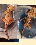 Wimpergekko inktspot koppel, Dieren en Toebehoren, Reptielen en Amfibieën, Hagedis
