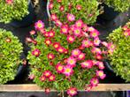 Top 10 voorjaars bloeiers in 13 cm pot, 5 voor €11,00, Vaste plant, Bodembedekkers, Lente, Ophalen