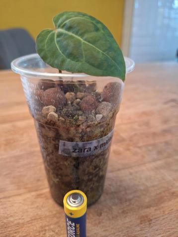 Anthurium (zaraxmichelle) x Mr worldwide beschikbaar voor biedingen