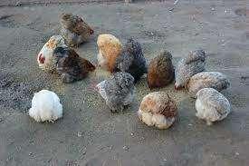 Cochin krielkippen., Dieren en Toebehoren, Pluimvee, Kip, Vrouwelijk