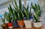 Sanseveria kamerplanten., Ophalen, Overige soorten, Halfschaduw, In pot