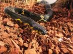 Elaphe schrenckii 1.0, Dieren en Toebehoren, Reptielen en Amfibieën, Slang, Tam, 3 tot 6 jaar