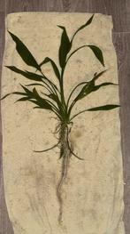 Grote aquarium planta echinodorus, Ophalen, Zo goed als nieuw, Plant(en), Steen of Hout