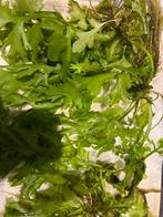 Aquarium planten, Dieren en Toebehoren, Vissen | Aquariumvissen, Vis