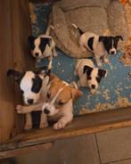 Puppys kruising, Dieren en Toebehoren, Rabiës (hondsdolheid), 8 tot 15 weken, Teef, Meerdere