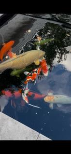 Diverse Japanse koi te koop, Dieren en Toebehoren, Karper of Koi