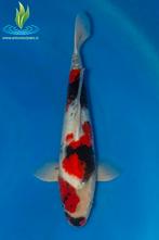 055 Showa, Dieren en Toebehoren, Vissen | Vijvervissen, Karper of Koi