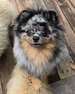 Pomeranian merle pup uniek driekleurig ogen pomeriaan bear, Dieren en Toebehoren, Honden | Chihuahua's en Gezelschapshonden, Nederland